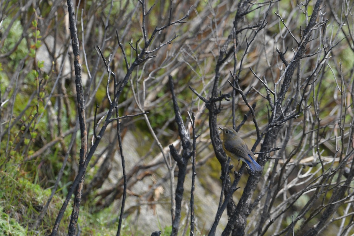 Rufous-breasted Bush-Robin - ML637642969