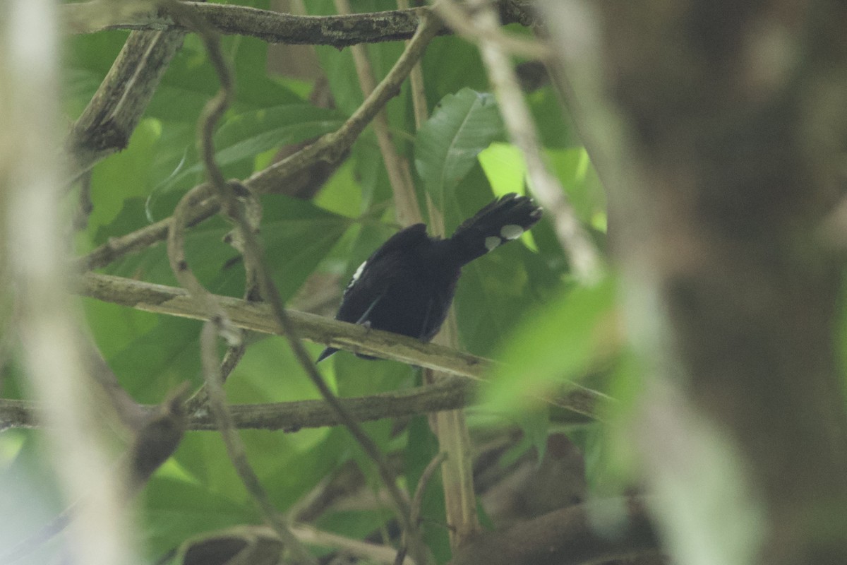 Dot-winged Antwren - ML637643045