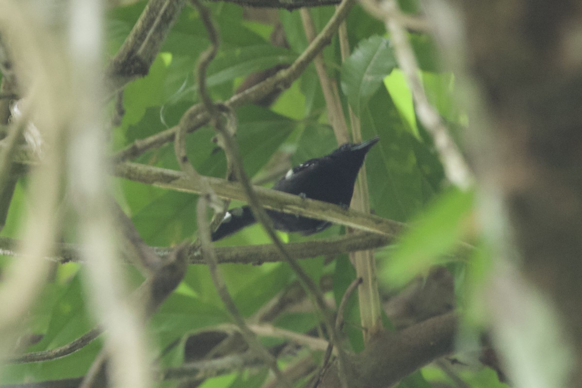 Dot-winged Antwren - ML637643046