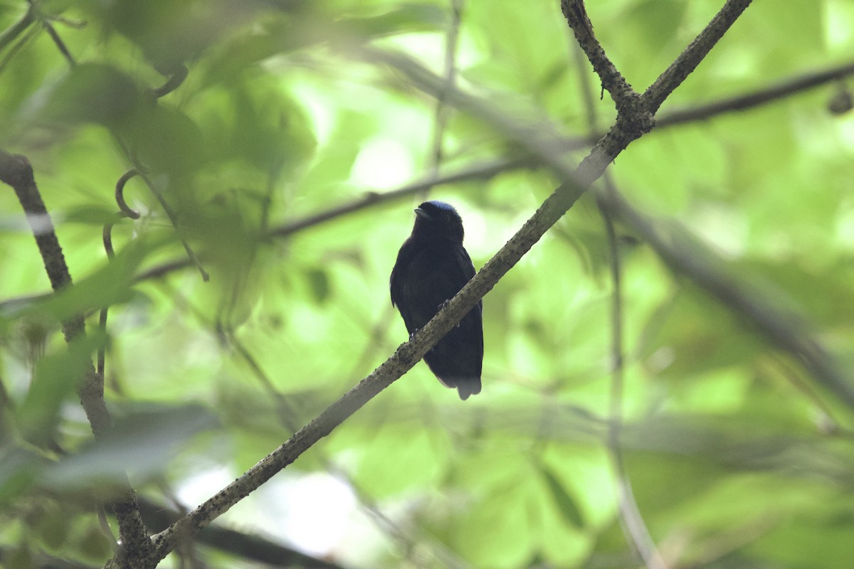 Velvety Manakin - ML637643074
