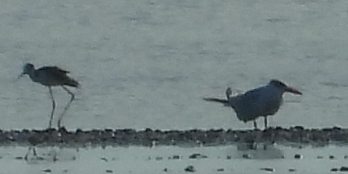 Caspian Tern - ML637643078
