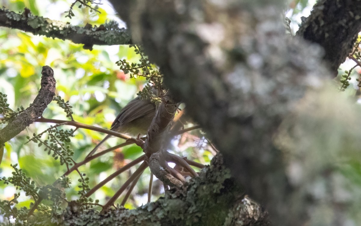 Tabora Cisticola - ML637643114
