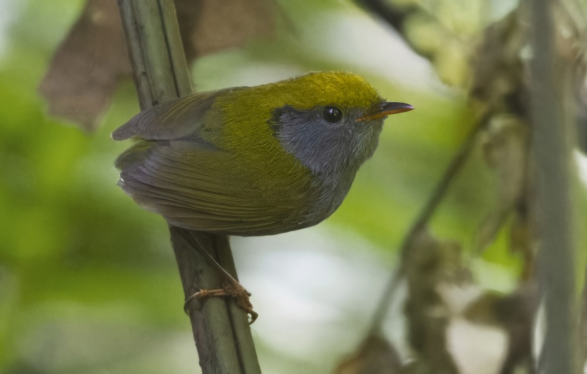 Slaty-bellied Tesia - ML637643143
