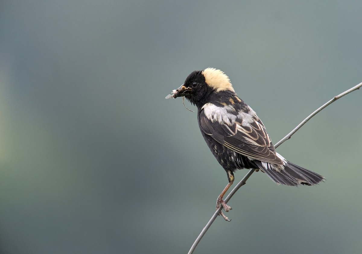 Bobolink - ML637643179