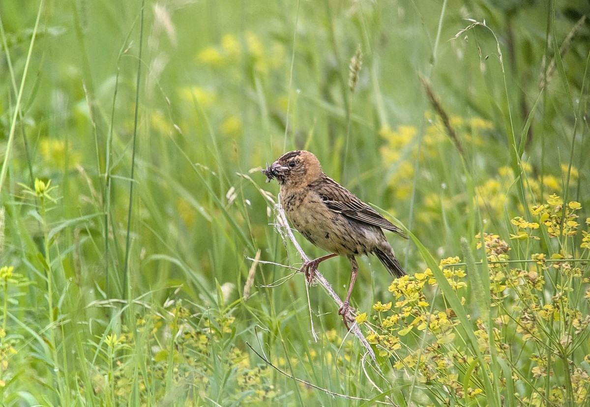 Bobolink - ML637643180