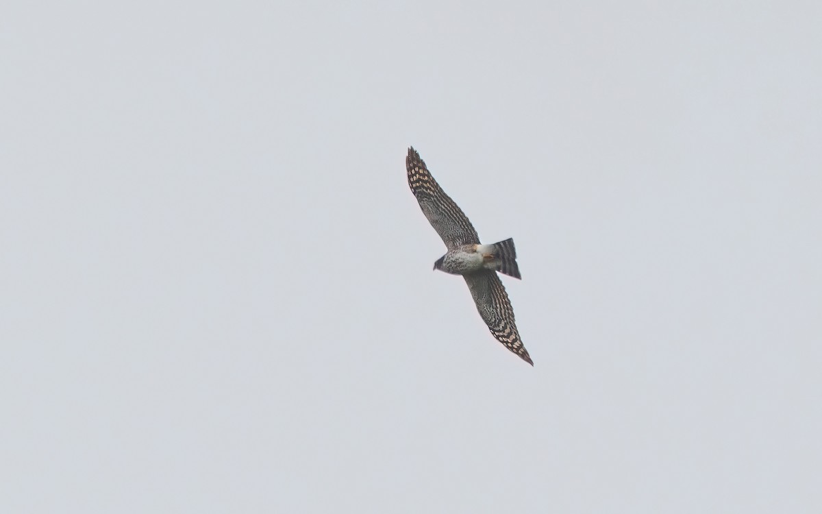 Rufous-breasted Sparrowhawk - ML637643211