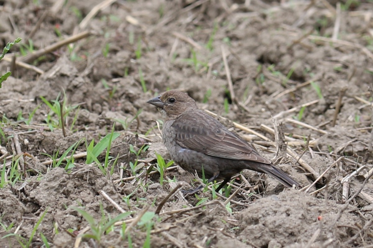 Brown-headed Cowbird - ML637643222