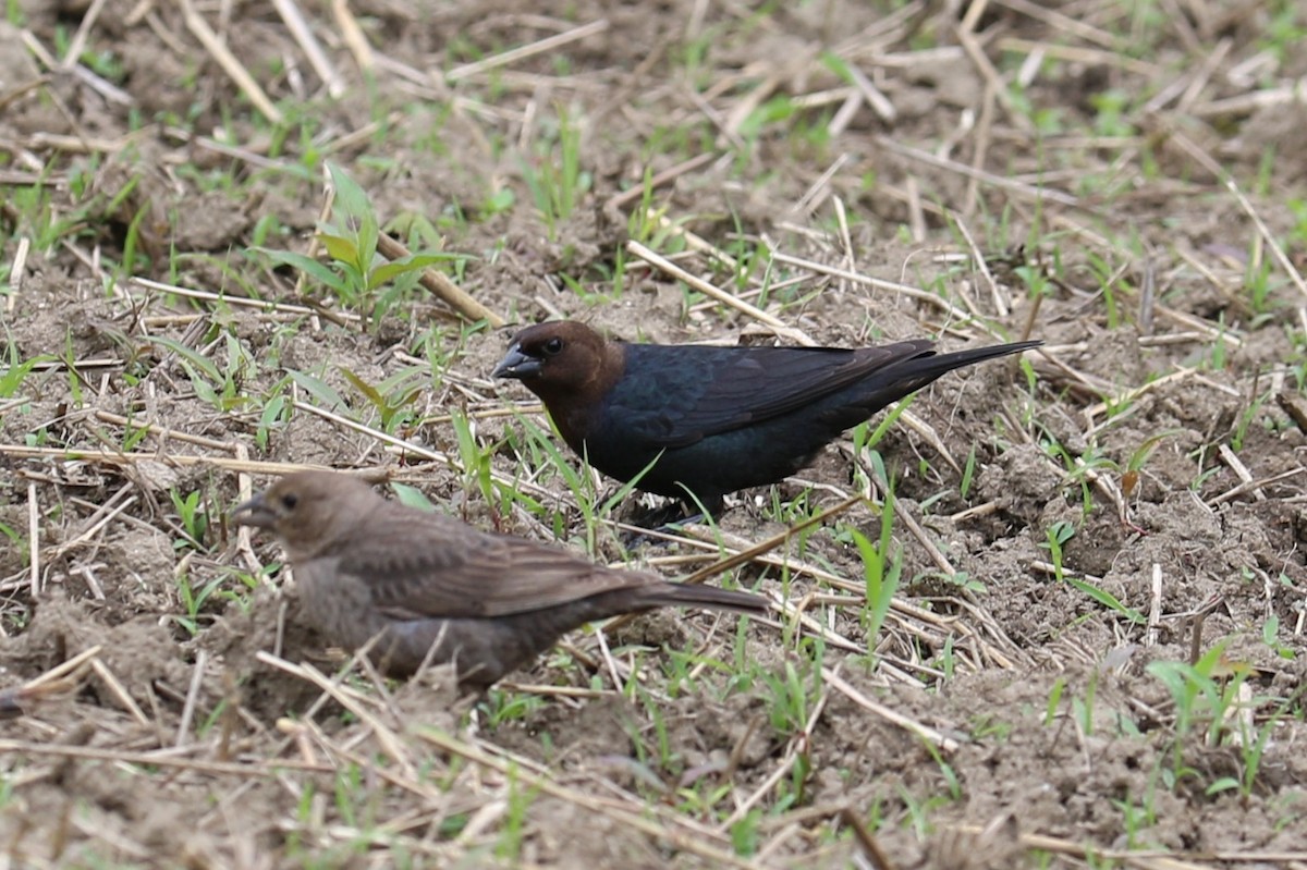 Brown-headed Cowbird - ML637643223