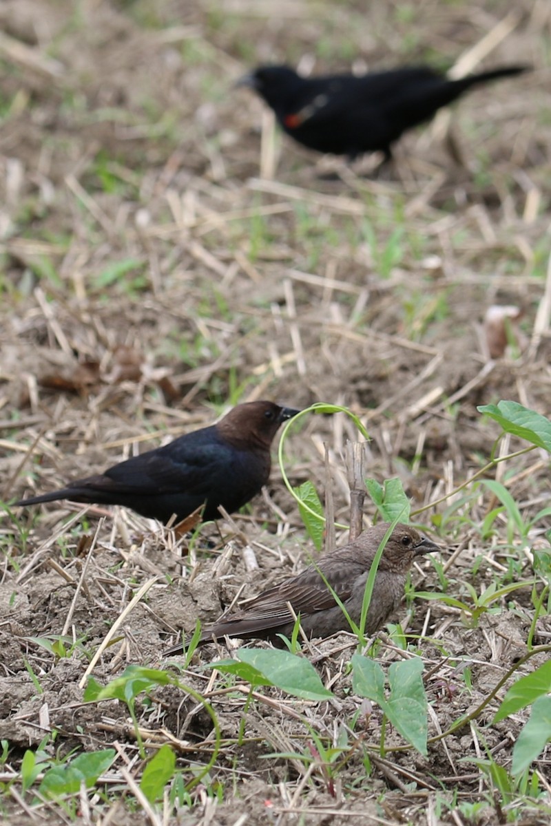 Brown-headed Cowbird - ML637643224
