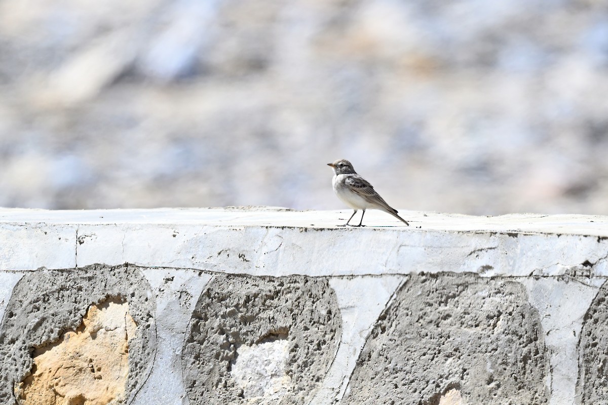 Hume's Lark - ML637643270
