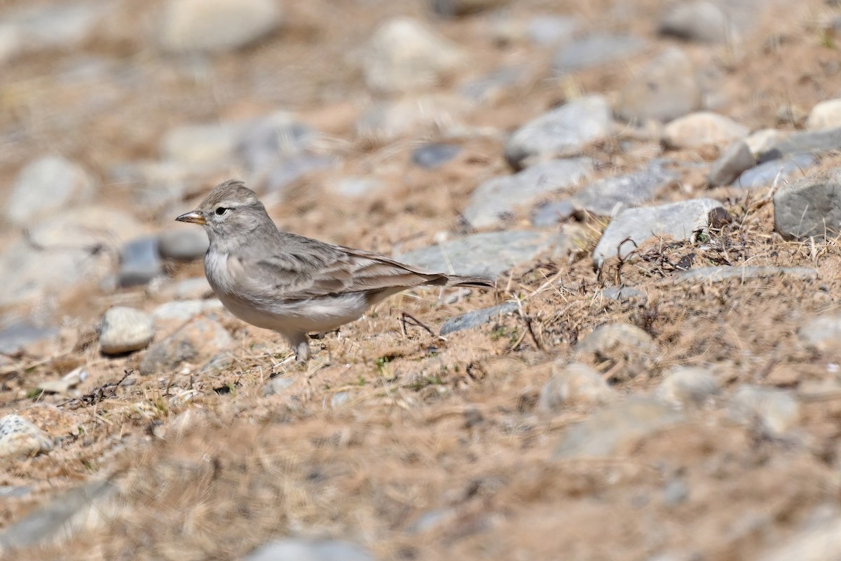 Hume's Lark - ML637643282