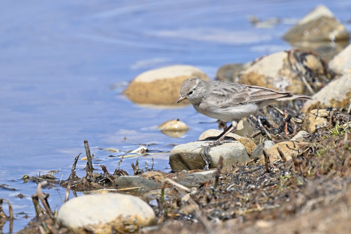 Hume's Lark - ML637643283