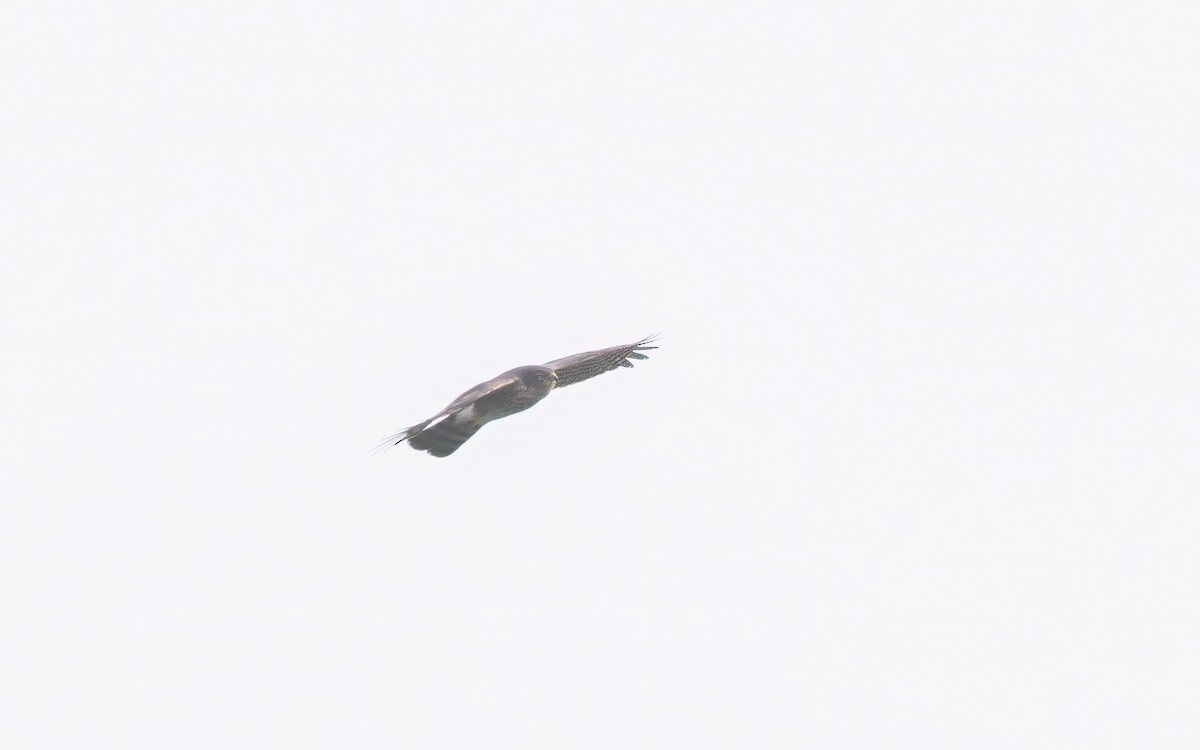 Rufous-breasted Sparrowhawk - ML637643286