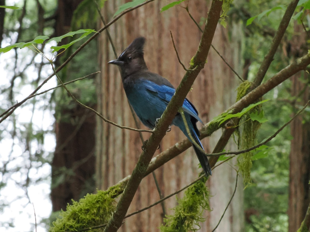 Steller's Jay - ML637643292