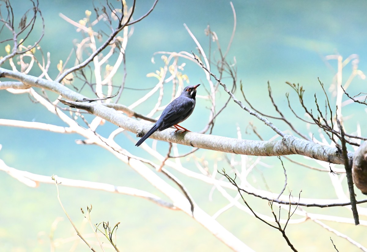 Western Red-legged Thrush - ML637643314
