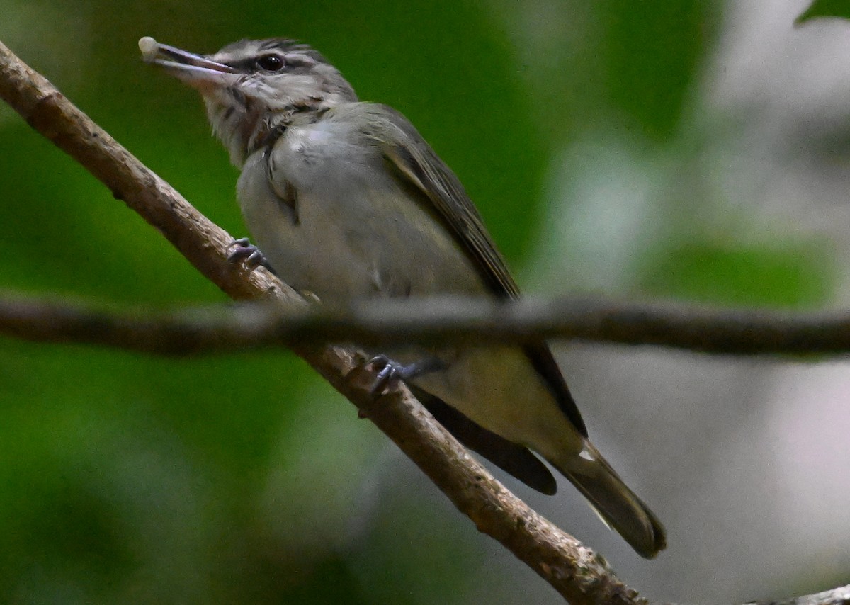 Black-whiskered Vireo - ML637643319