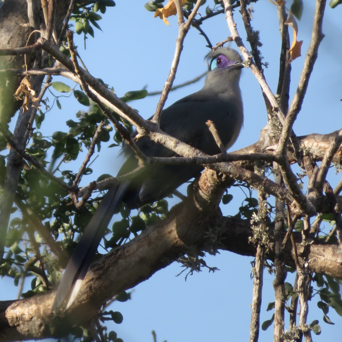 Crested Coua - ML637643322