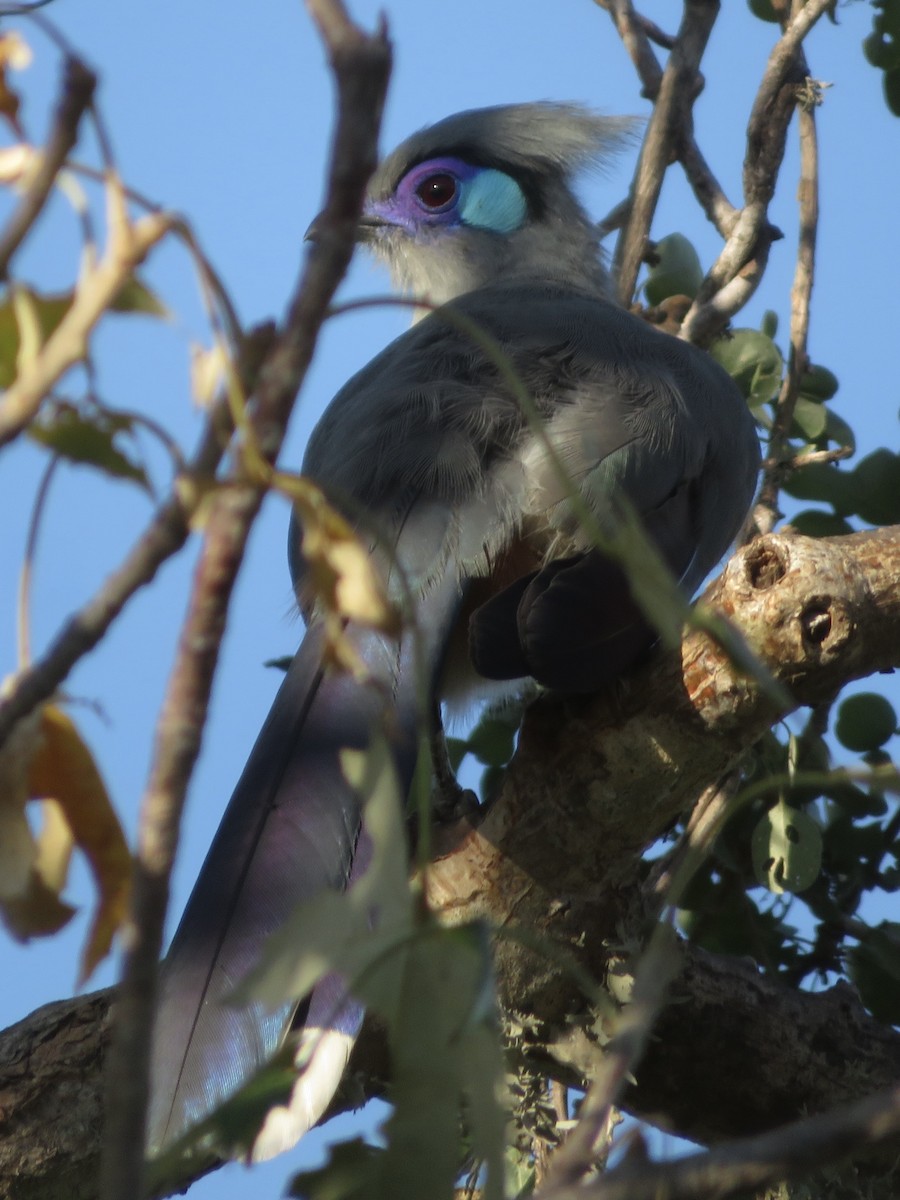 Crested Coua - ML637643323