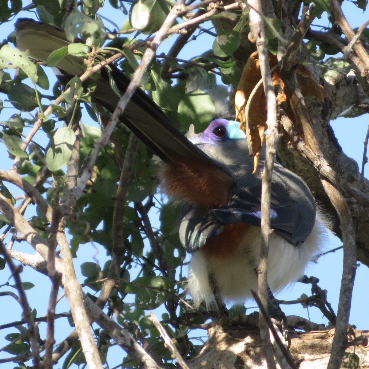 Crested Coua - ML637643324