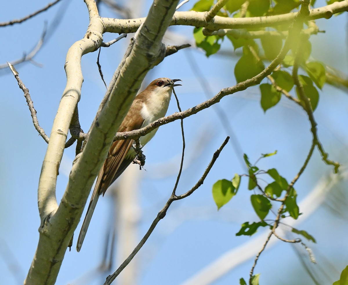 Black-billed Cuckoo - ML637643334