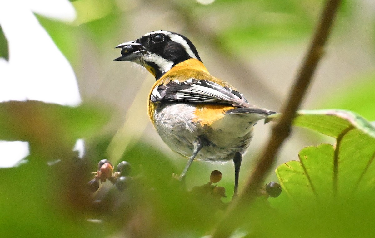 Western Spindalis - ML637643346