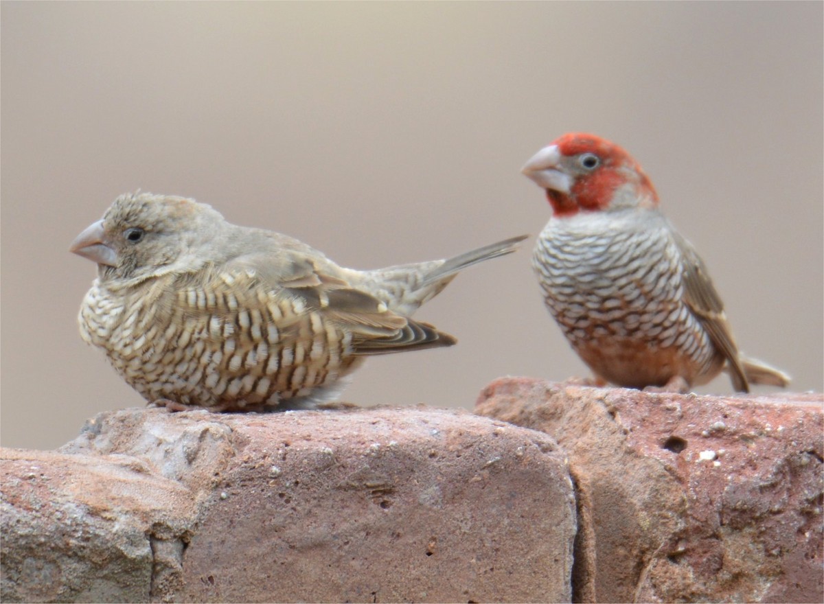 Red-headed Finch - ML637643347