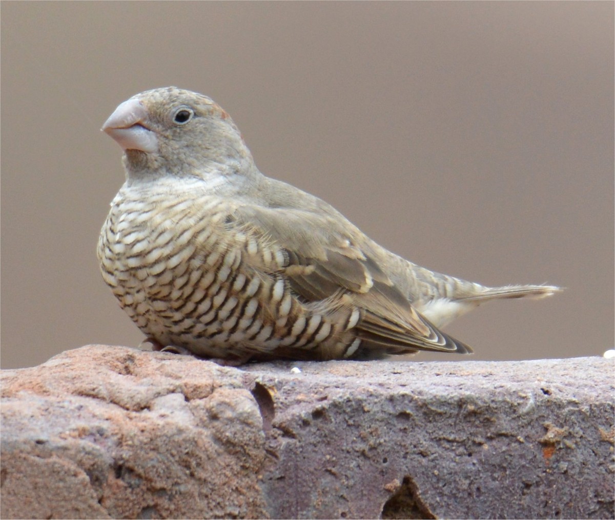 Red-headed Finch - ML637643356