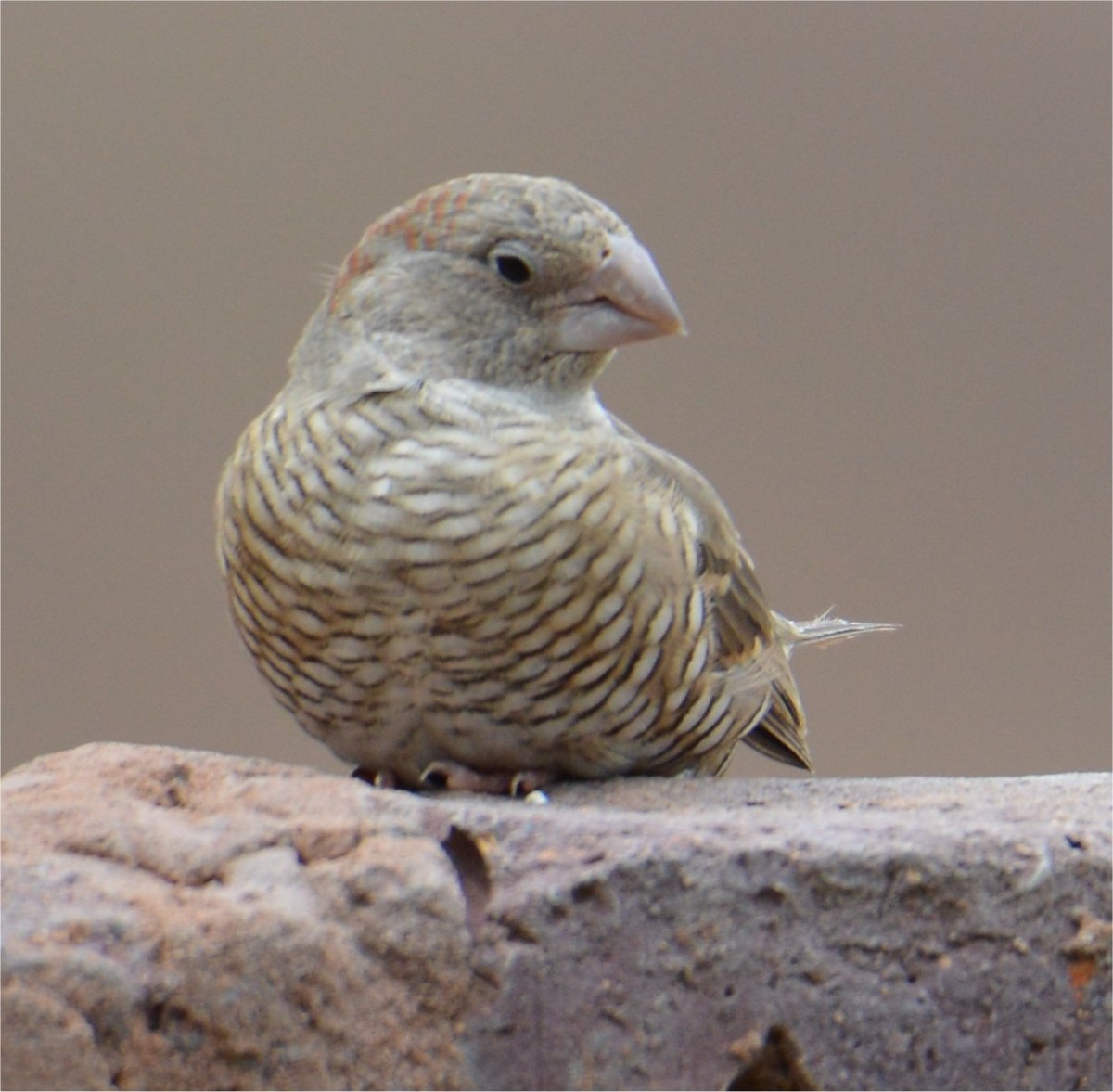 Red-headed Finch - ML637643363