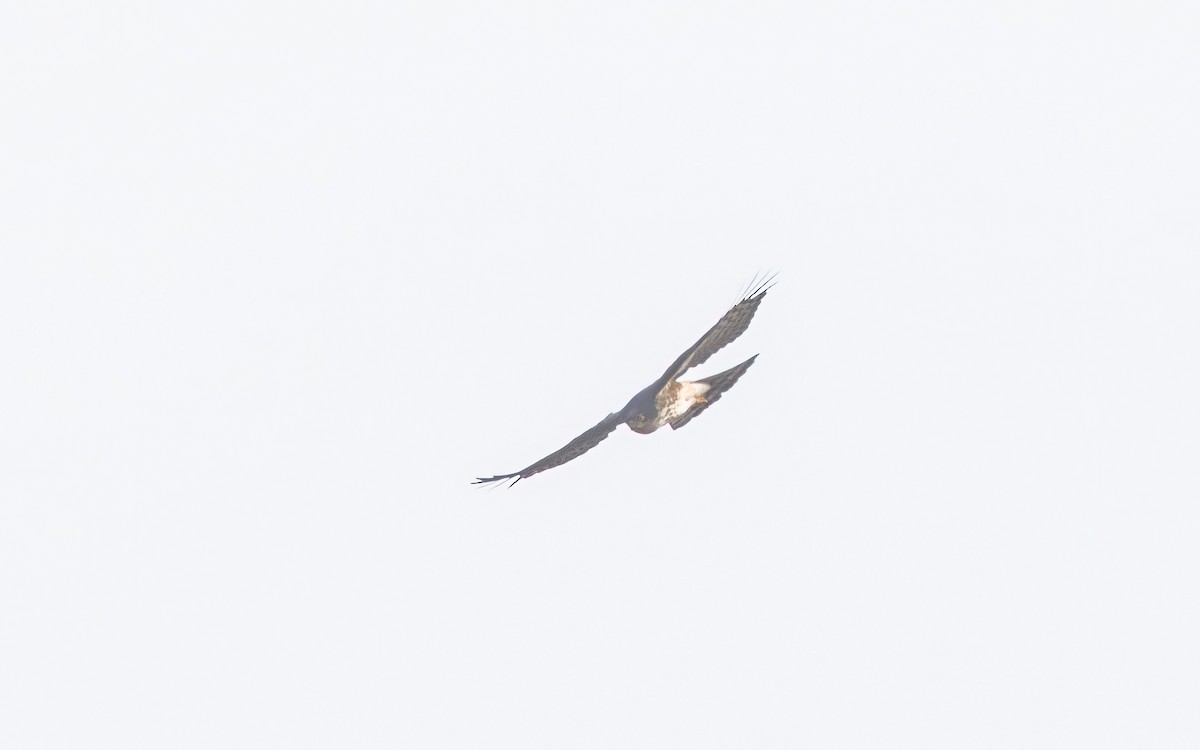 Rufous-breasted Sparrowhawk - ML637643364