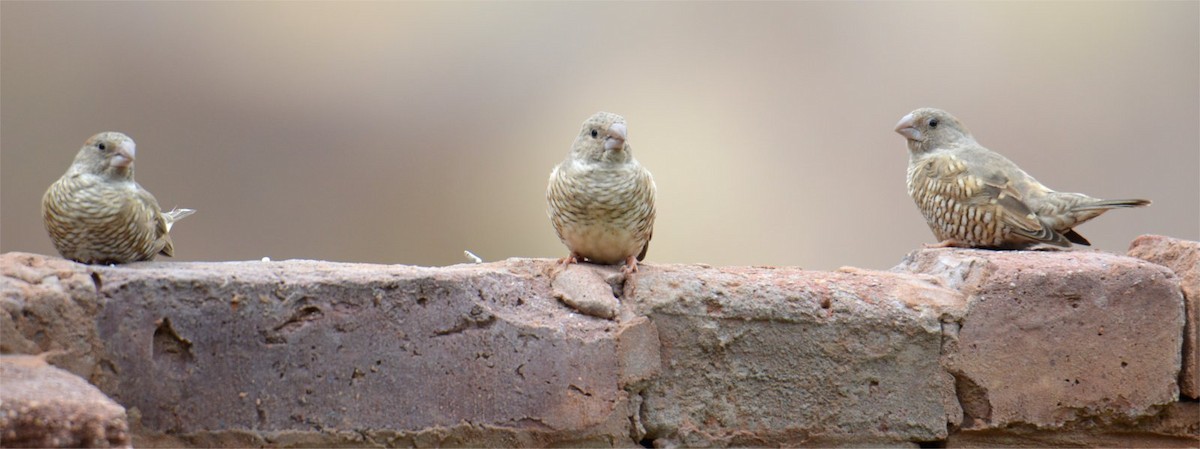 Red-headed Finch - ML637643374