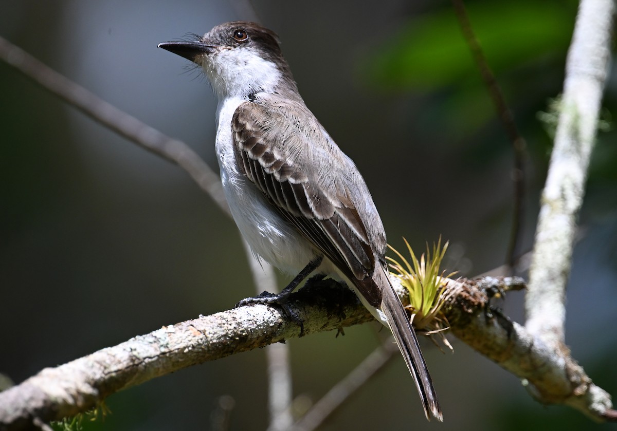 Loggerhead Kingbird - ML637643378