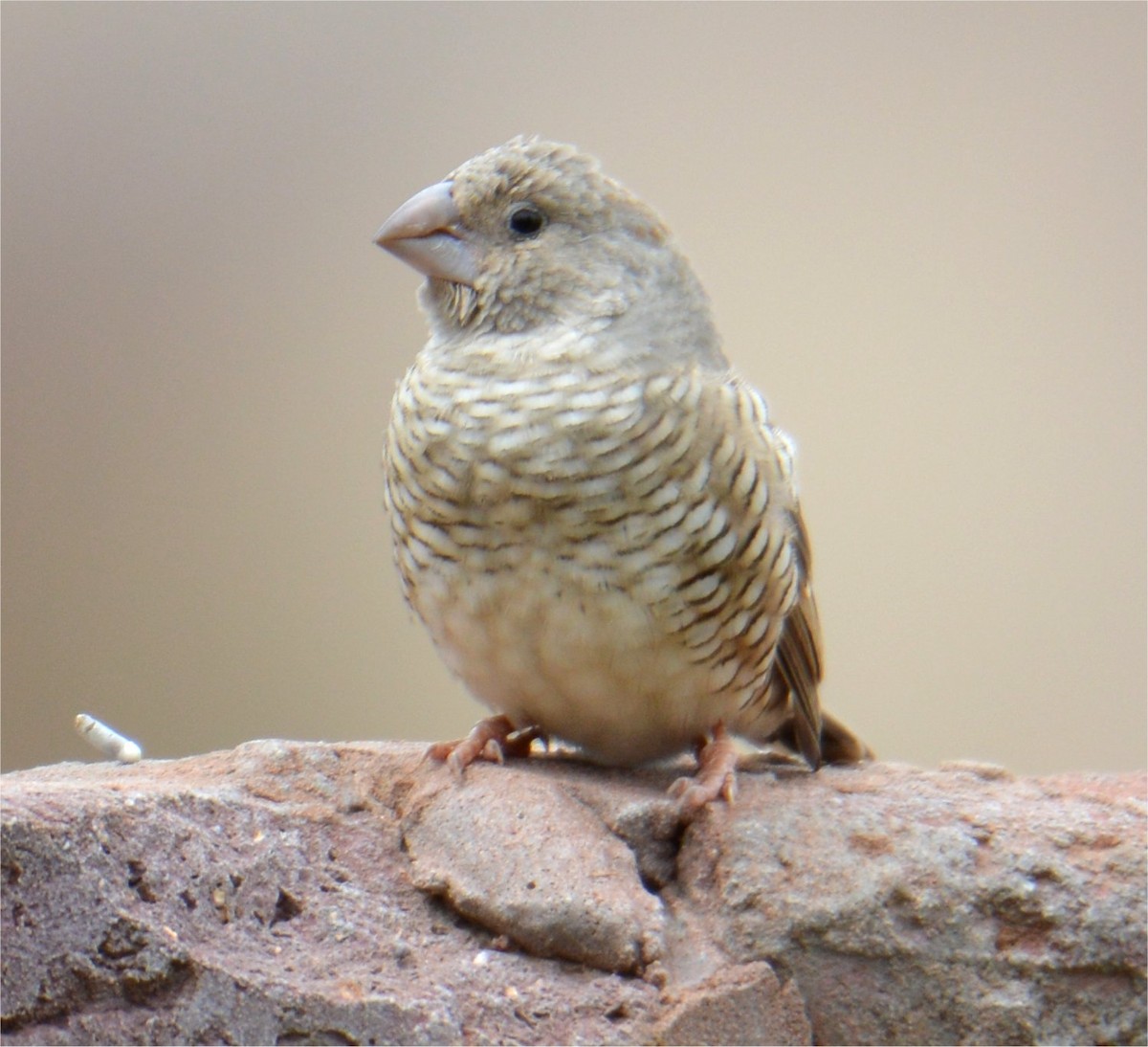 Red-headed Finch - ML637643380