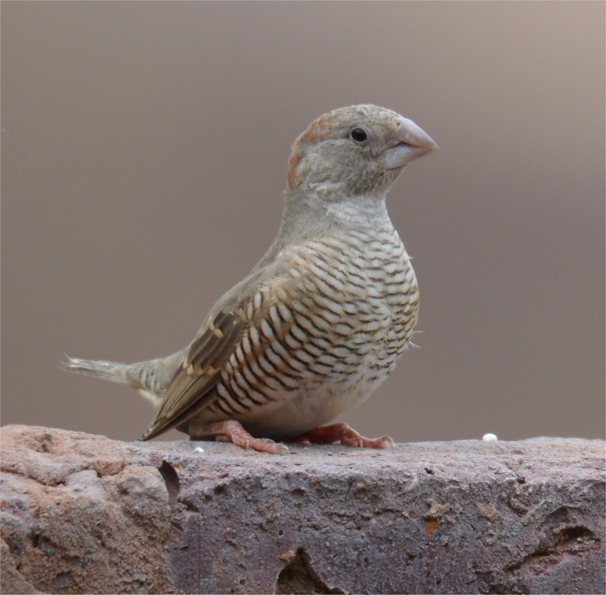Red-headed Finch - ML637643387