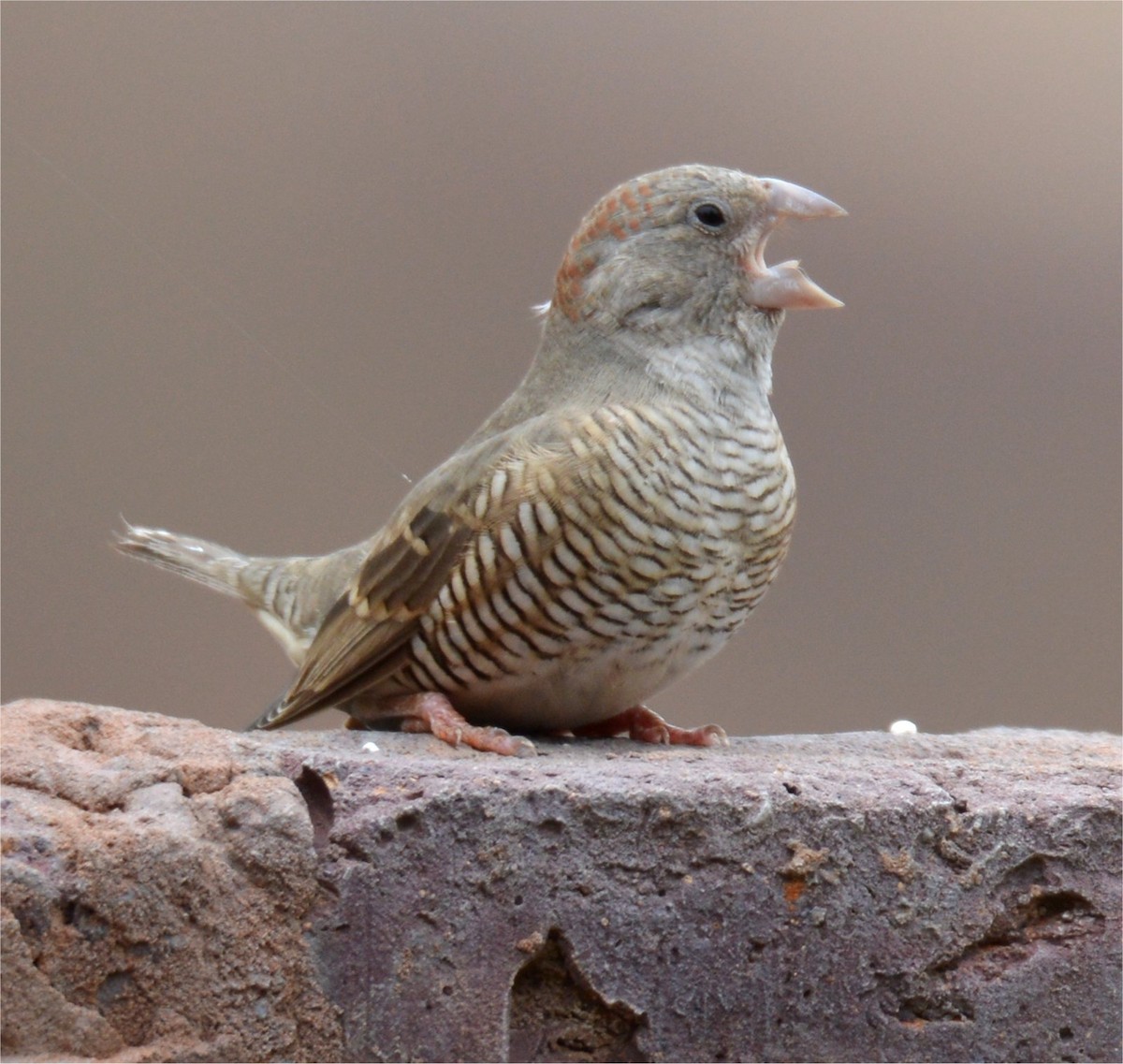 Red-headed Finch - ML637643394
