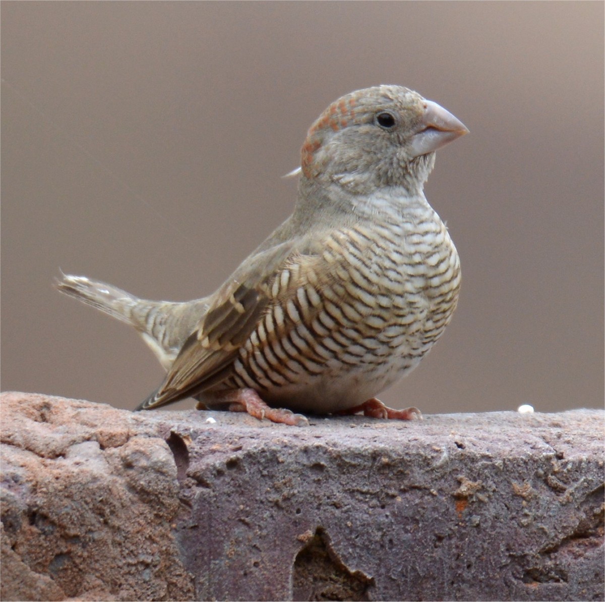 Red-headed Finch - ML637643403