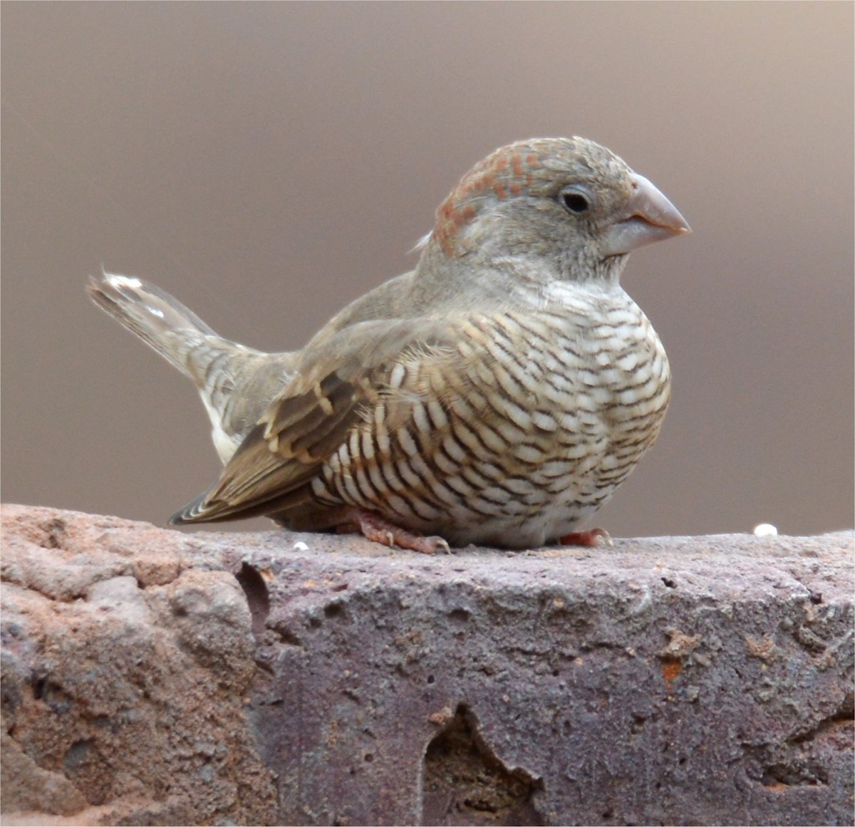 Red-headed Finch - ML637643409