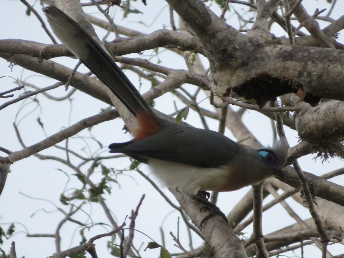 Crested Coua - ML637643427