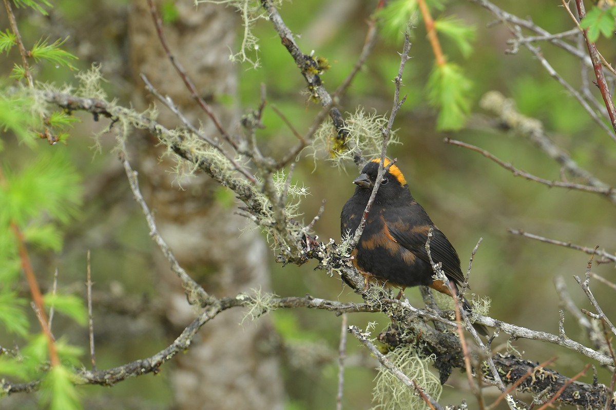 Gold-naped Finch - ML637643429