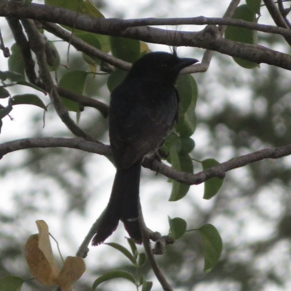 Crested Drongo - ML637643449