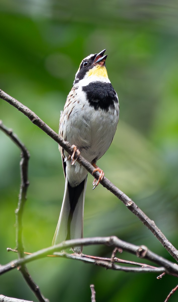 Yellow-throated Bunting - ML637643479
