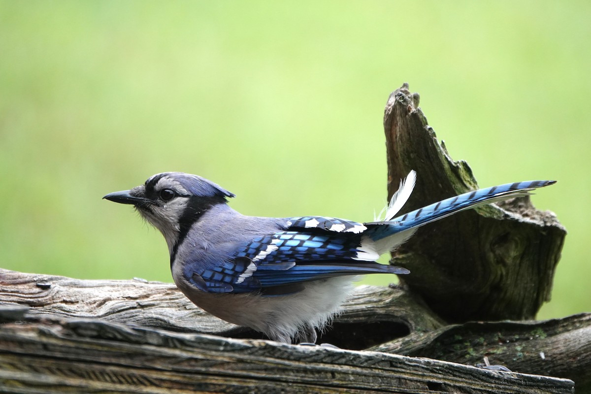 Blue Jay - ML637643487