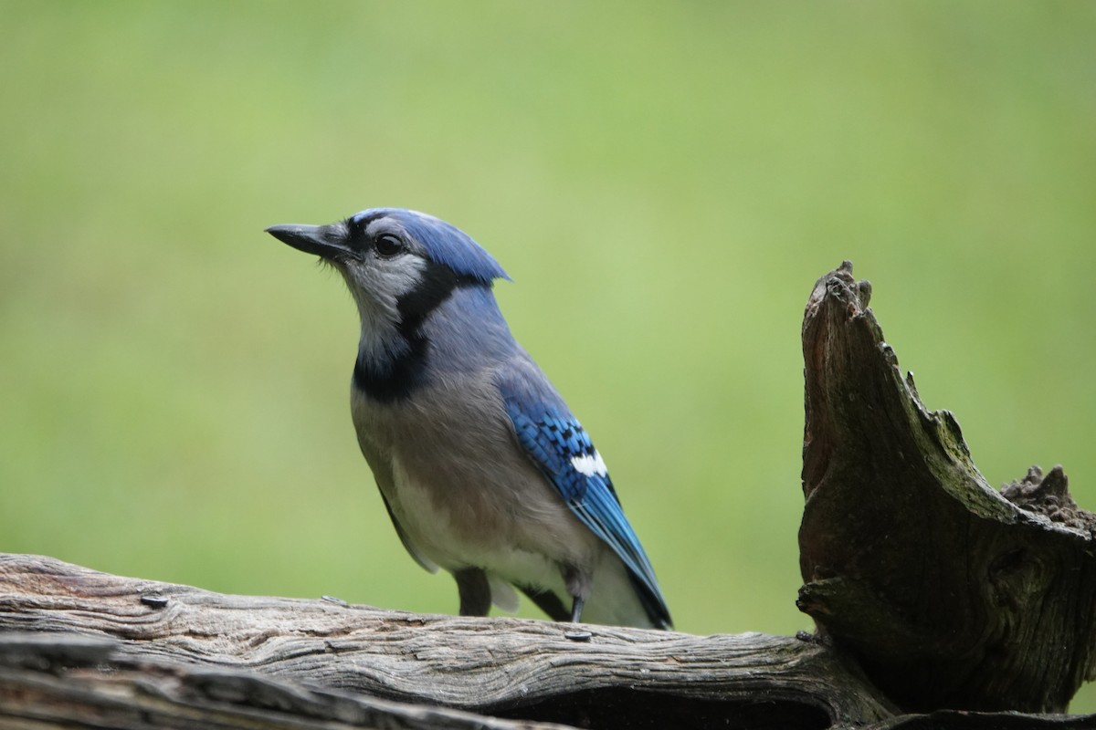 Blue Jay - ML637643491