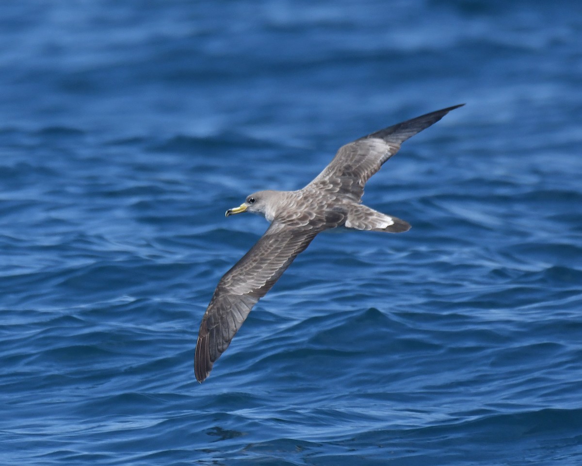 buřňák atlantský - ML637643493