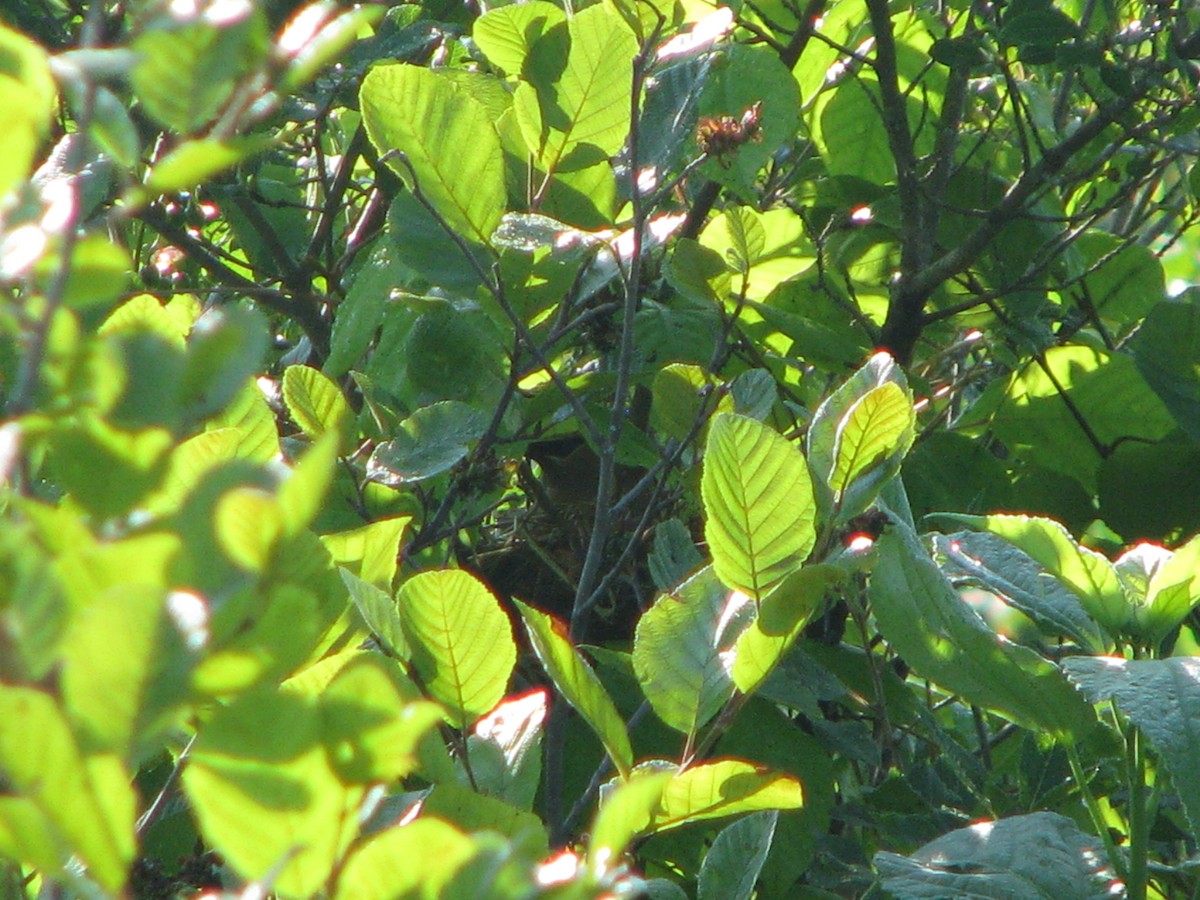 Cedar Waxwing - ML63764351