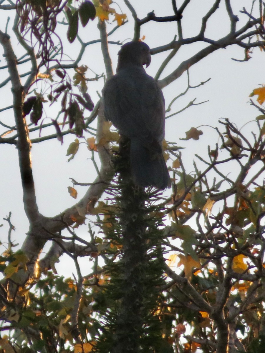 Greater Vasa Parrot - ML637643519