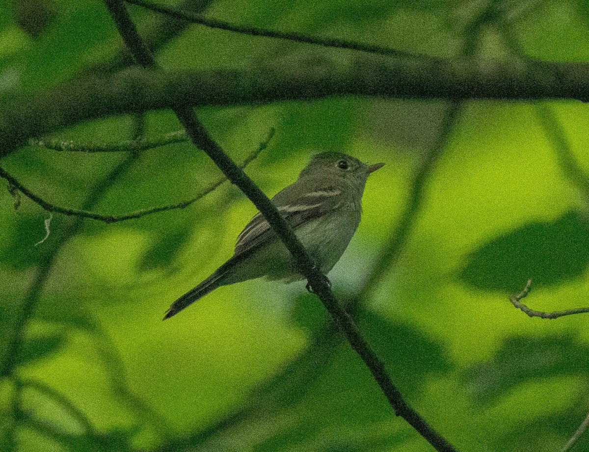 Acadian Flycatcher - ML637643532