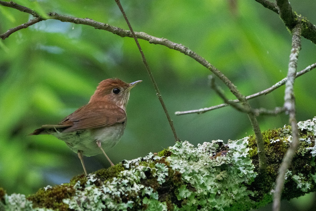 Veery - ML637643542