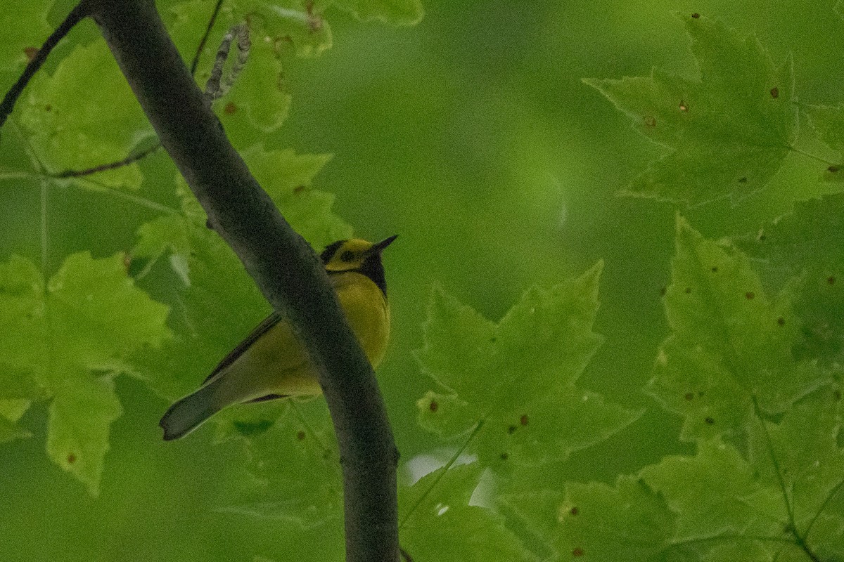 Hooded Warbler - ML637643546