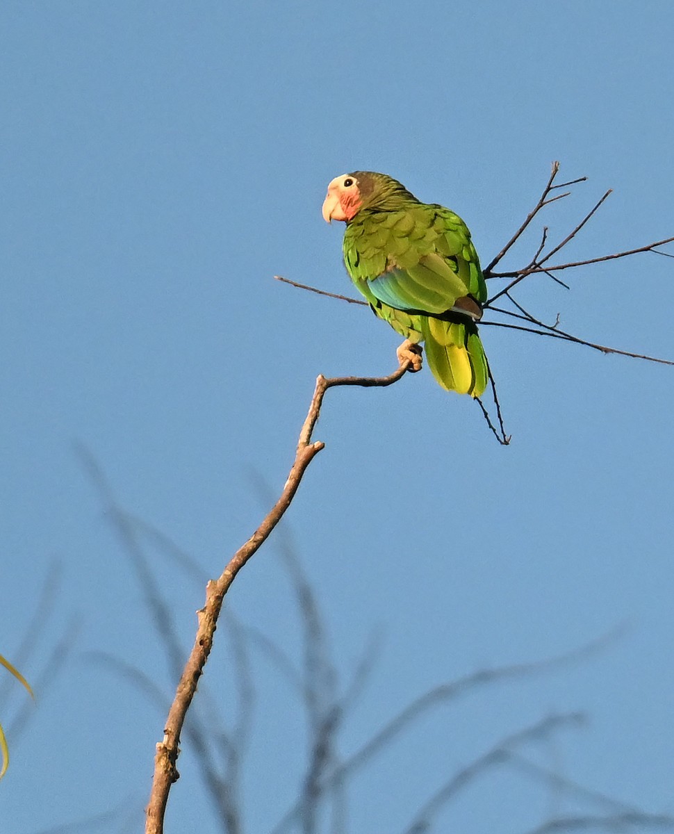 Cuban Amazon - ML637643571