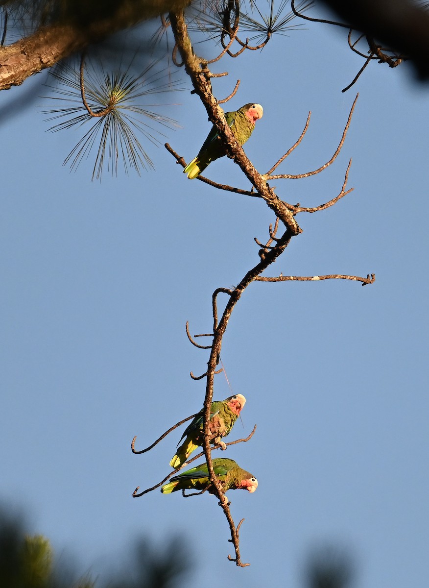 Cuban Amazon - ML637643572